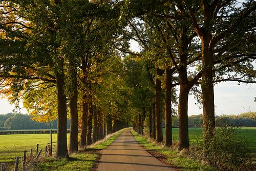 Lane met hoge bomen.