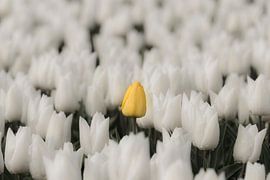 Tulipe jaune dans un champ blanc sur Ans Bastiaanssen