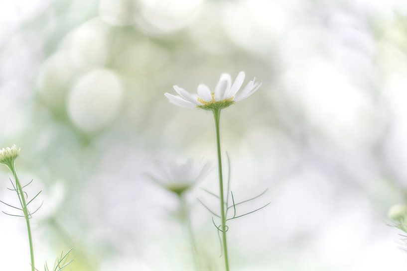 Close-up gewone margriet met bokeh achtergrond van Ad Jekel