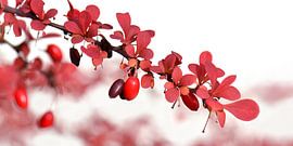 Berberis von Violetta Honkisz