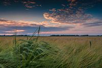 Ear of wheat at sunset
