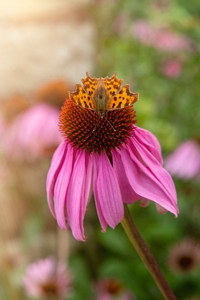 orangefarbener Schmetterling auf einer lila Blüte von Ribbi