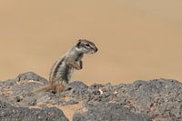 Eichhörnchen
