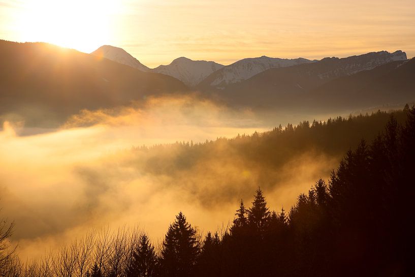 Wald Massif de Bauges von Menno Boermans