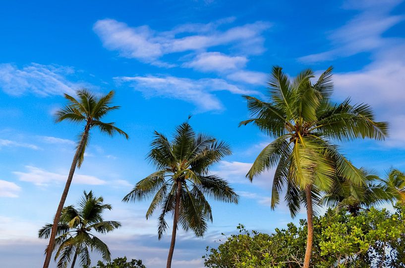 Tropische Palmen am Strand im Paradies auf den Seychellen von MPfoto71