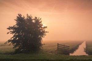 Nebliger Sonnenaufgang in der Region Krimpenerwaard
