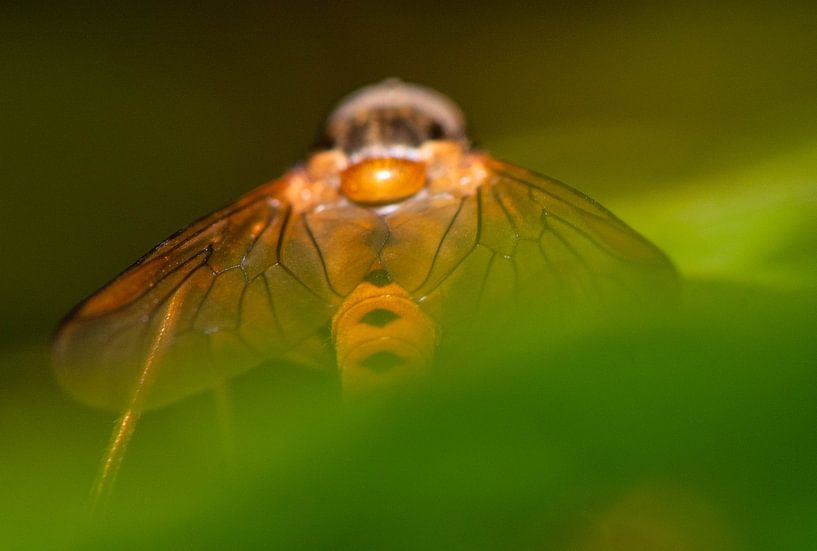 _DSC8729 von Bart Verdijk