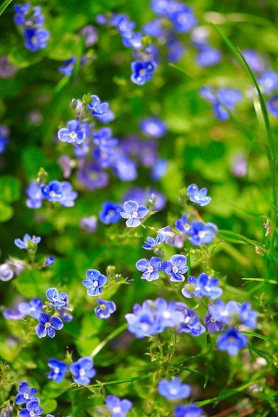 Magic Blue by Thomas Jäger
