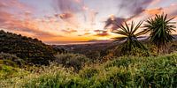 Viewpoint with palm trees, mountains, sea and colourful sky