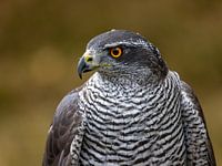 Goshawk portrait