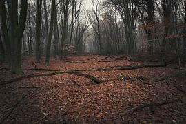 The forest of creeping trees by Vos Photography