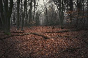 The forest of creeping trees