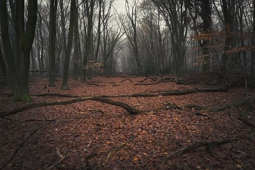 La forêt des arbres rampants