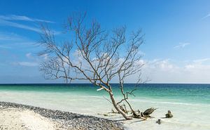 Arbre dans la mer