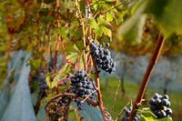 Grapes