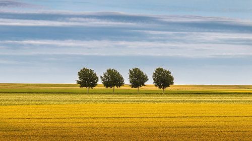 Quatre arbres dans le Noordpolder dans la province de Groningen