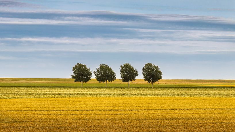 Quatre arbres dans le Noordpolder dans la province de Groningen par Marga Vroom