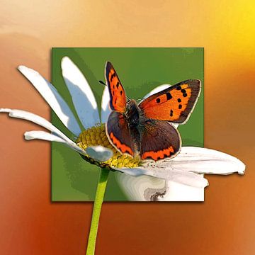 Vlinder | Kleine Vuurvlinder van Dirk H. Wendt