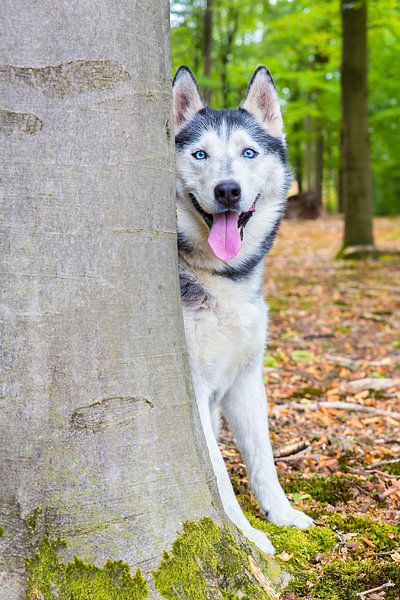 Husky Hund sitzt hinter dem Stamm eines Baumes im Wald von Ben Schonewille
