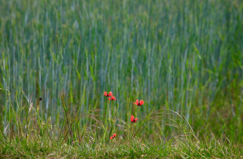 Feld von Thomas Jäger