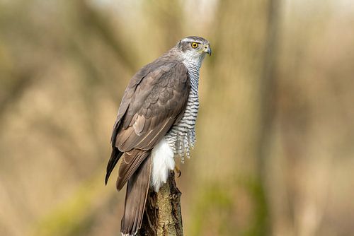 Der Falke von Björn van den Berg