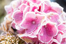 Frozen hydrangea by Valerie de Bliek