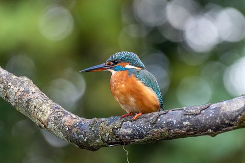 Kingfisher