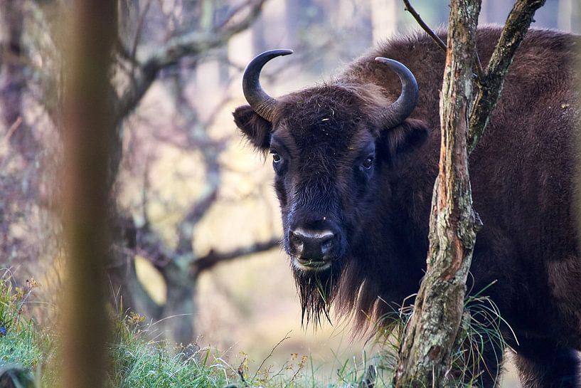 Wisent van Arjen van den Broek