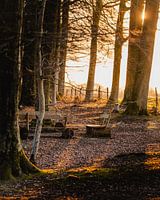 Silence in the evening light