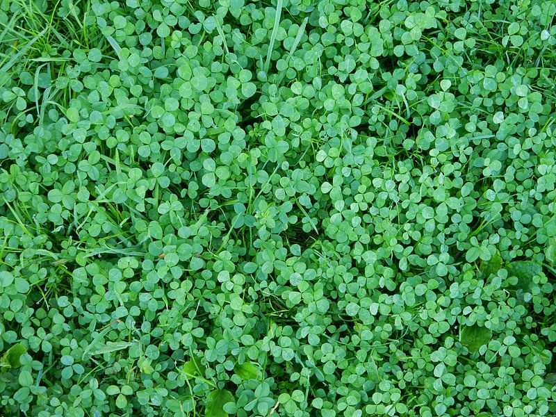 Clover green by Joke te Grotenhuis