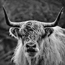 Schotse Hooglander in zwart wit van Karin Bazuin thumbnail