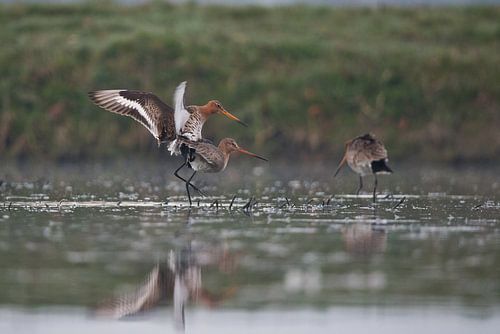 Parende grutto's in het voorjaar