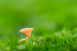 Mushroom on a bed of moss.