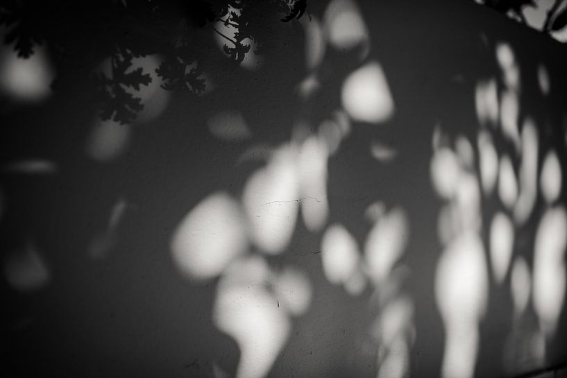 Jeu de lumière des plantes et du soleil - Photographie en noir et blanc - Zakynthos Grèce par Irmgard Averesch