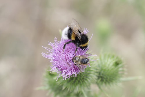 Zufallstreffen auf der Distel – Hummel und Biene