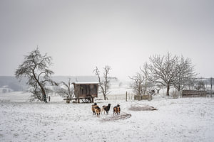 Winter am alten Schäferwagen