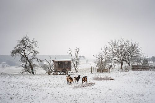 Winter bij de oude herderskar