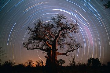 Baobab tree surrounded by stars