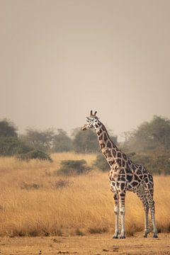 Between heaven and earth - Uganda's graceful giants by Rick Massar
