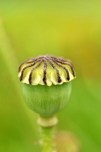 coquelicot
