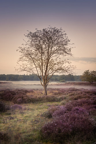 A solitary tree in the flowering heathland of Drenthe