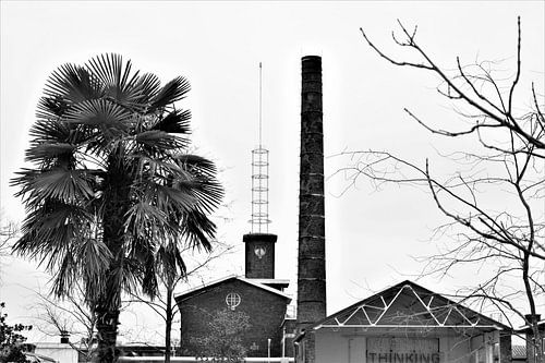 Industriele gebouwen met palmboom, zwart wit