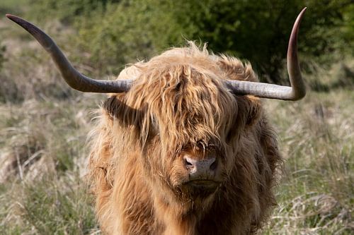 Schottischer Highlander