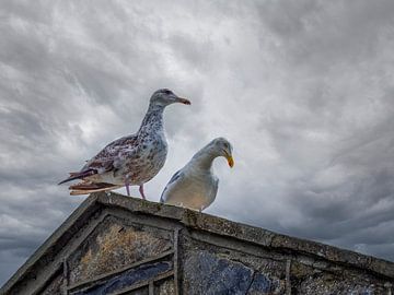 Twee meeuwen op een dak van Luc de Zeeuw