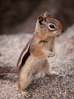 Chippie