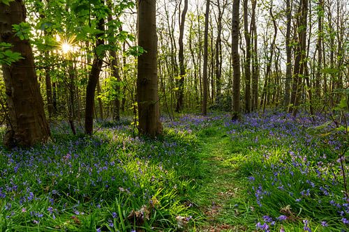 Paarse bloemen op Texel tijdens zonsondergang