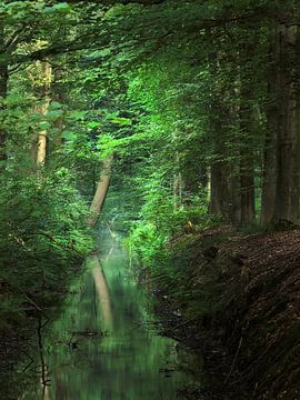 Magisch bos in de vroege ochtend van Emiel van den Boomen