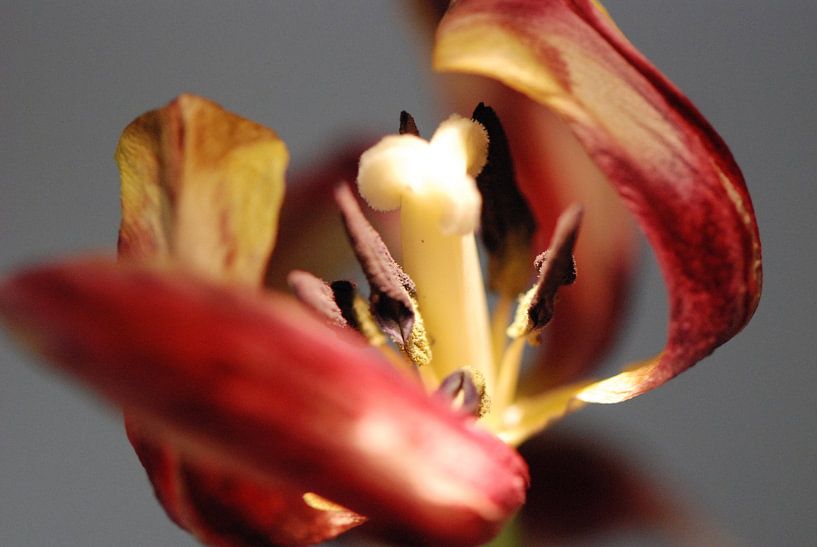 FLOWERS DANCE by Dick Mostaard