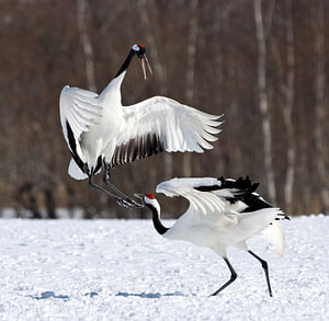 Red-crowned Crane, Chinese Kraanvogel, Grus japonensis