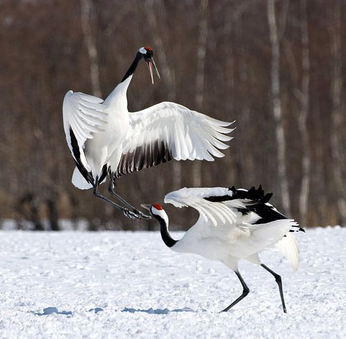 Red-crowned Crane in Japan